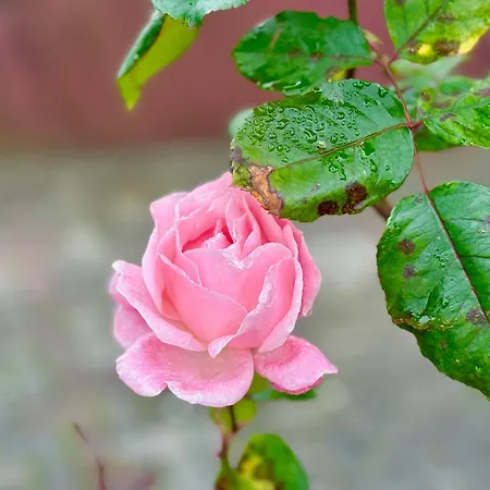 Le Mazal Confort&calme Aux Portes De Strasbourg Appartement *