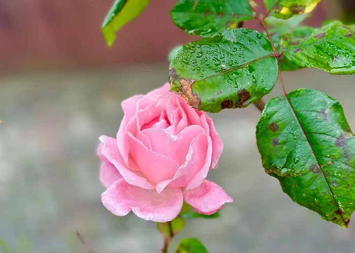 Le Mazal Confort&calme Aux Portes De Strasbourg Appartement *